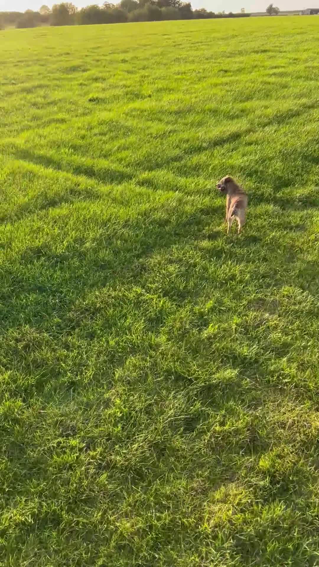 Border Terrier dogs for sale: Stunning Border Terrier Puppies - Video 1