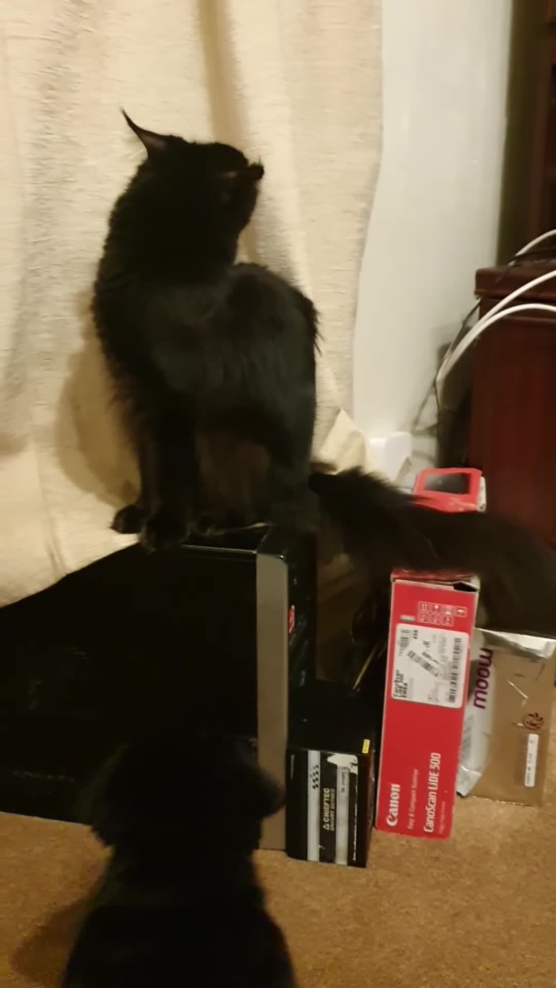 Mixed Breed dogs for sale: Akita and Golden retriever mix - Video 1