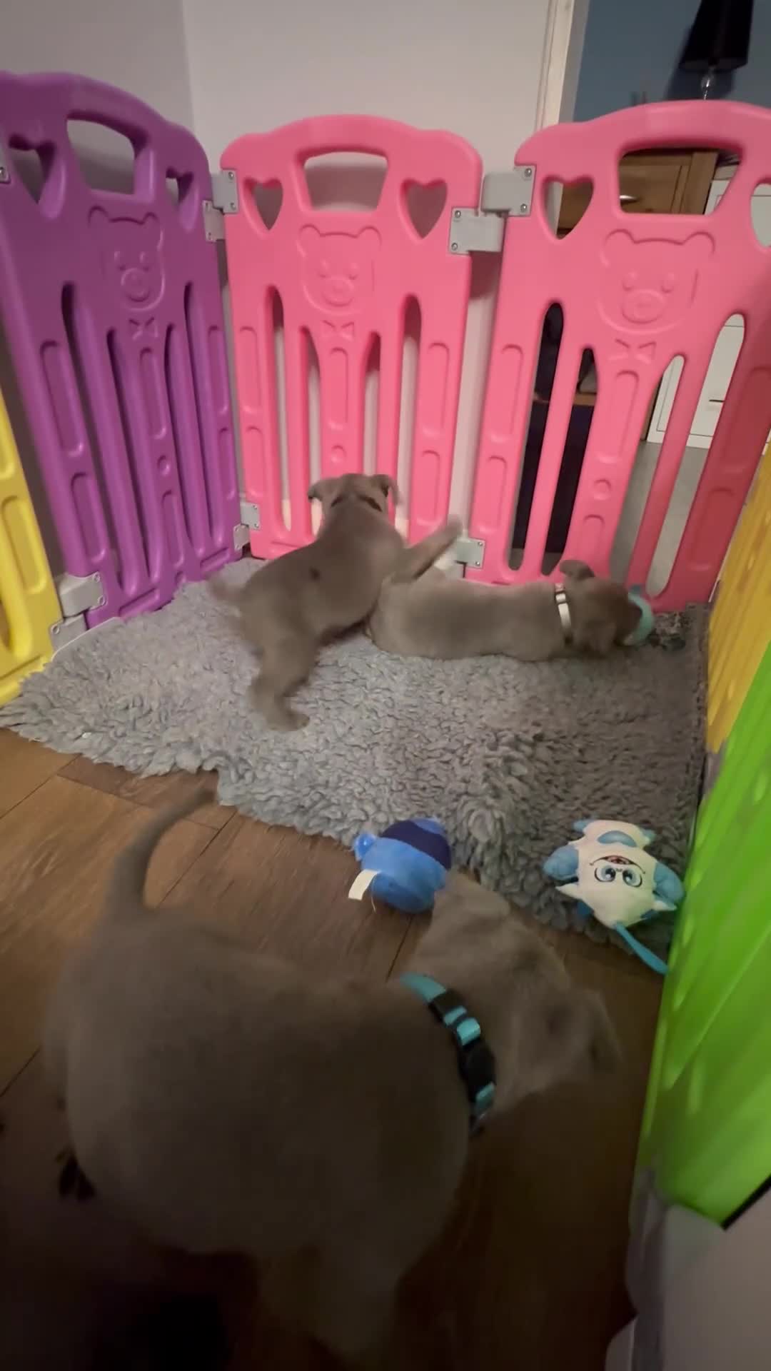 Staffordshire Bull Terrier dogs for sale: Adorable BLUE KC Pups *BULLSCAFF BLOODLINE* - Video 2