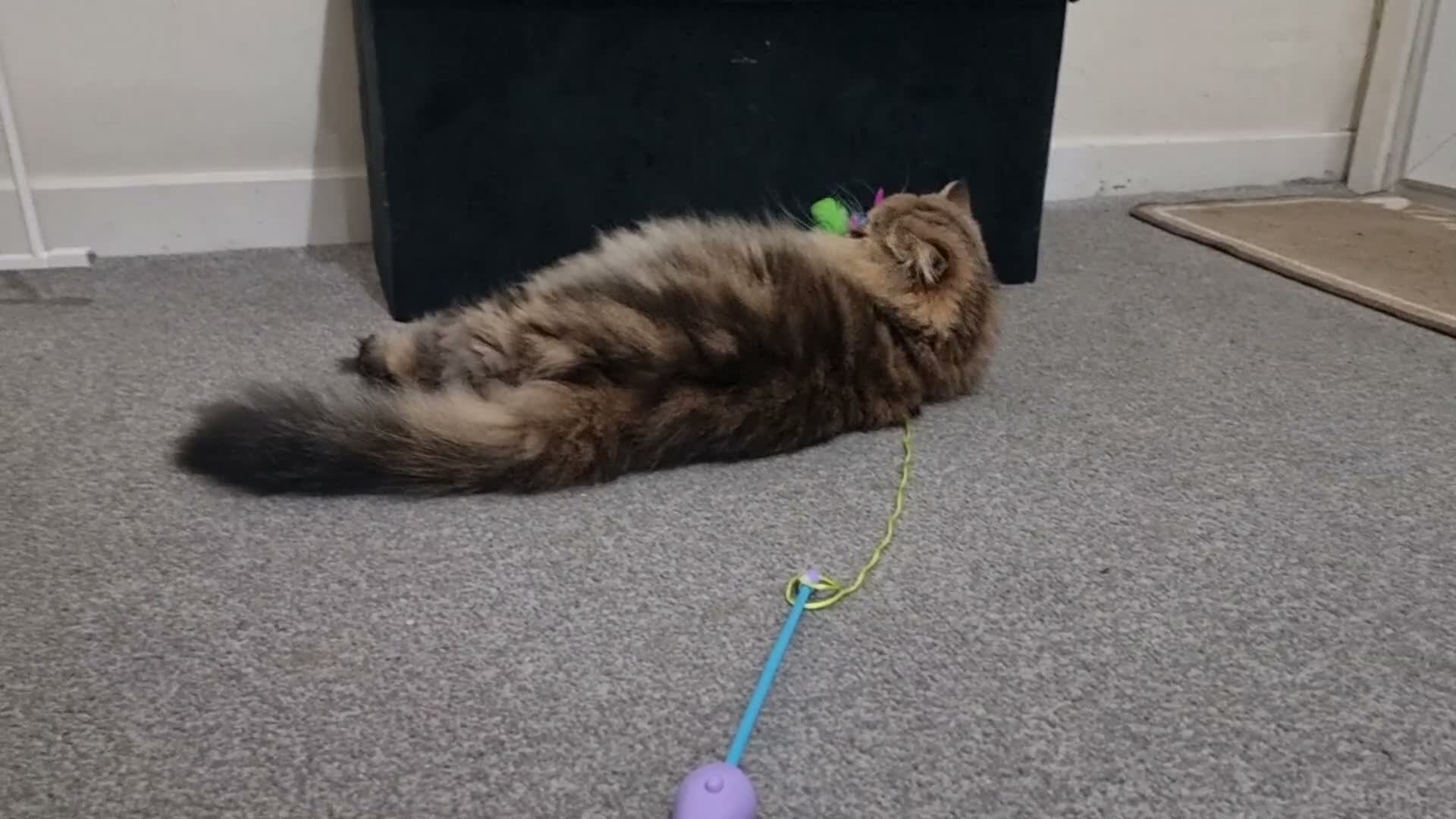 Persian cats for sale: Adorable Persian x British Longhair.  - Video 1