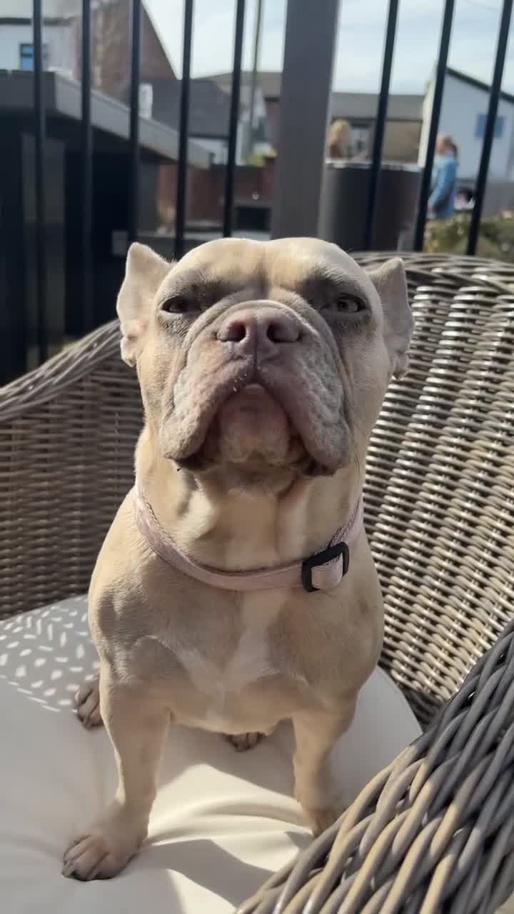 French Bulldog dogs for sale: Little Nala Bear looking for her New home  - Video 2