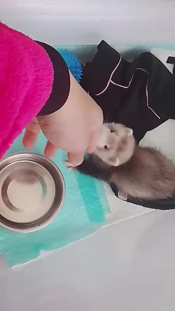Ferret rodents for sale: Male ferret  - Video 1