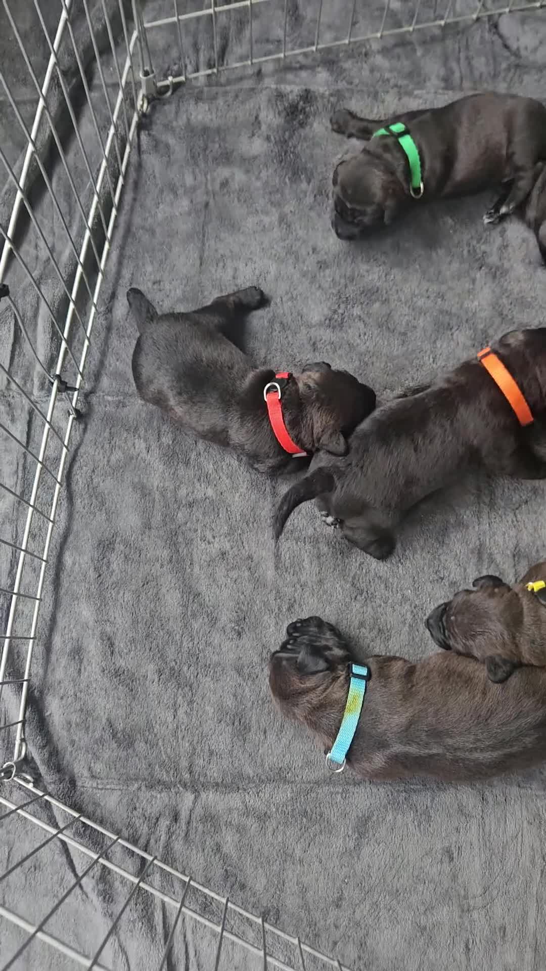 Patterdale Terrier dogs for sale: Patterdale Terrier Pups - Video 1