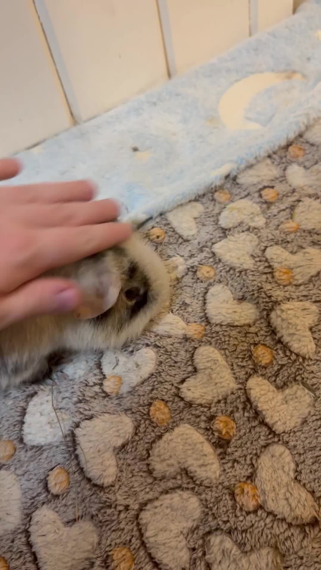 Guinea Pig rodents for sale: Bumble & Mochi Two Loving Male Guinea Pigs  - Video 4