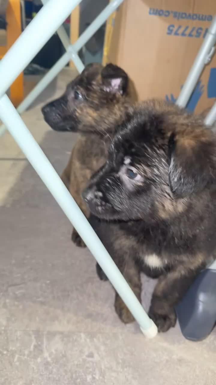 Mixed Breed dogs for sale: Male puppies  - Video 3