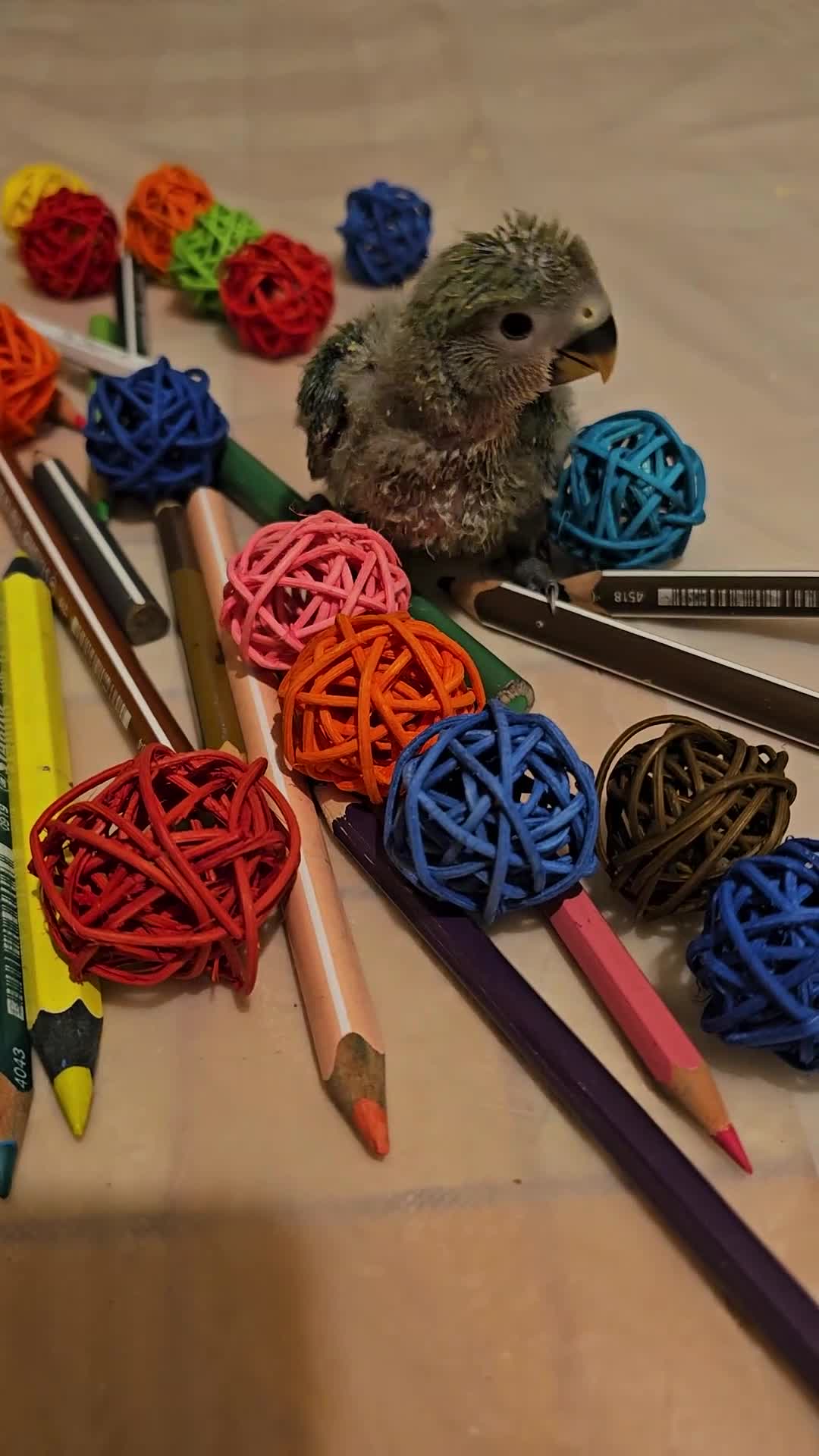 Lovebirds birds for sale: 3 Baby lovebirds - Video 1