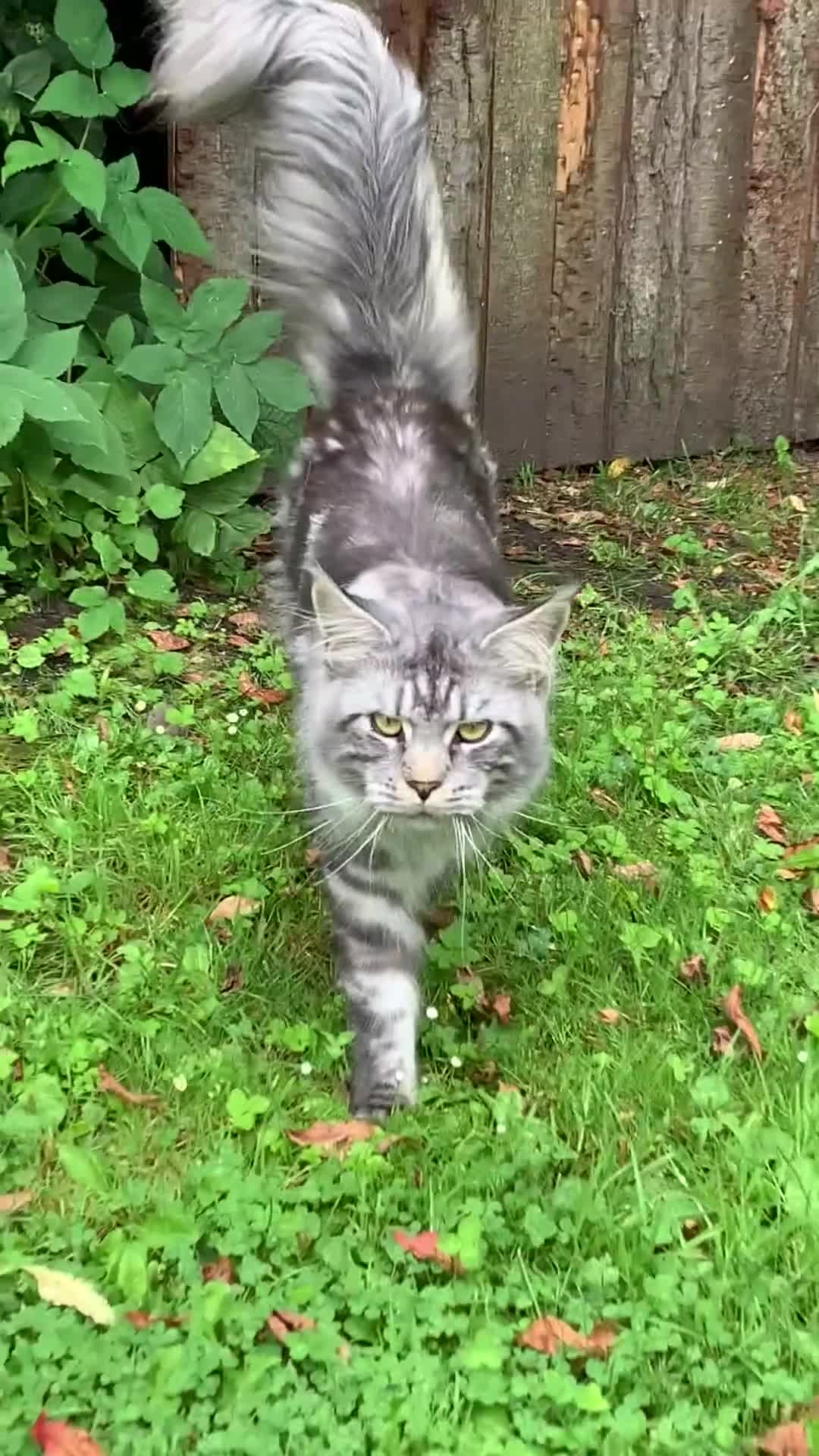 Maine Coon cats for sale: TICA Health Tested Maine Coon🐱 ready to leave   - Video 1