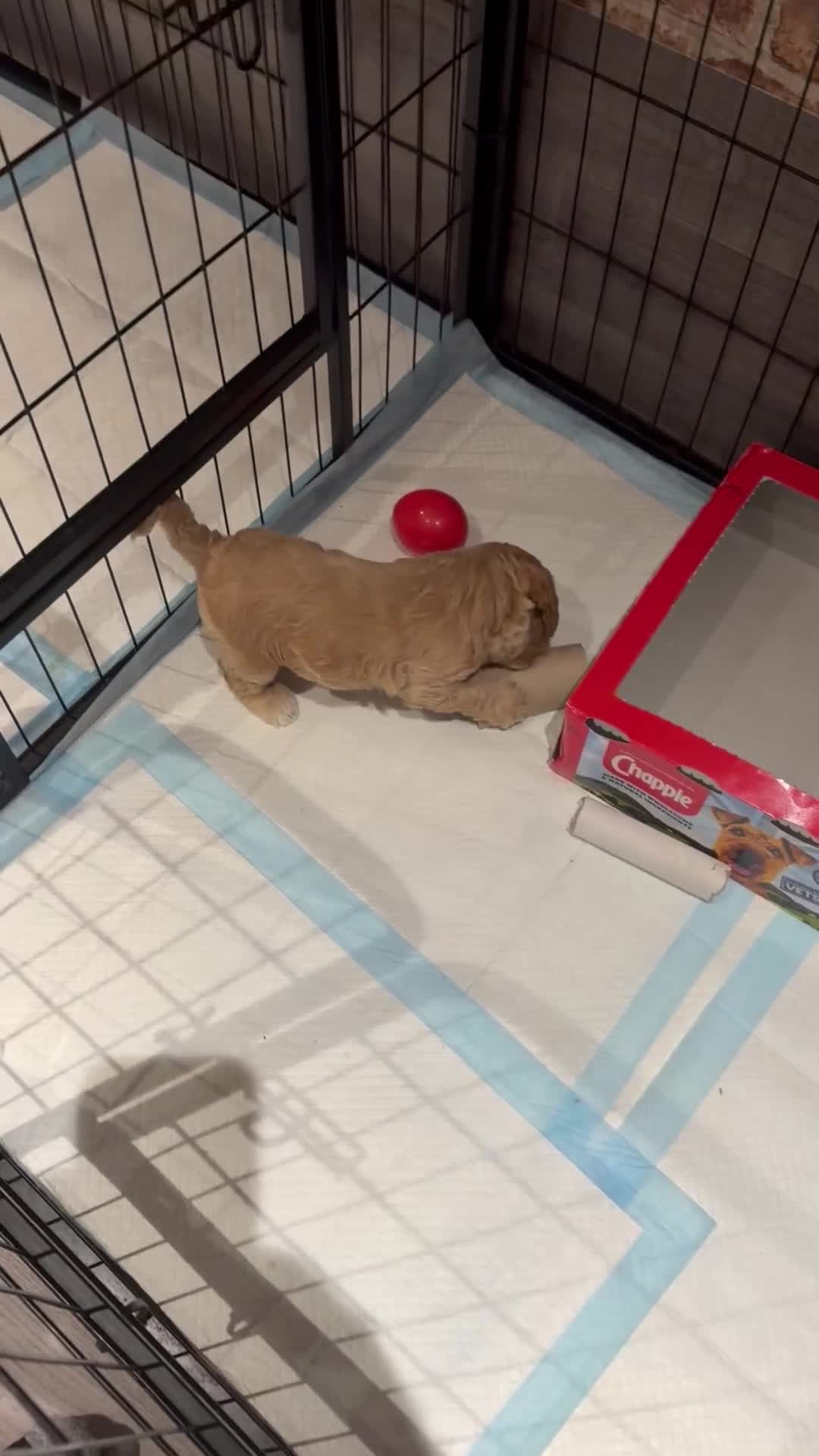 Cockapoo dogs for sale: Cockapoo Puppies Both parents Heath Tested CLEAR in Haverhill - Video 1