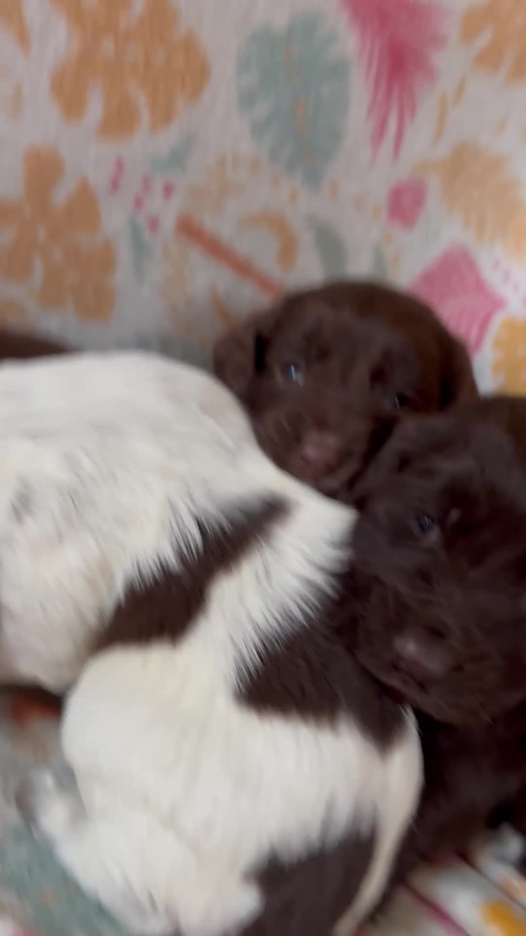 Cocker Spaniel dogs for sale: Cocker spaniel puppies - Video 3