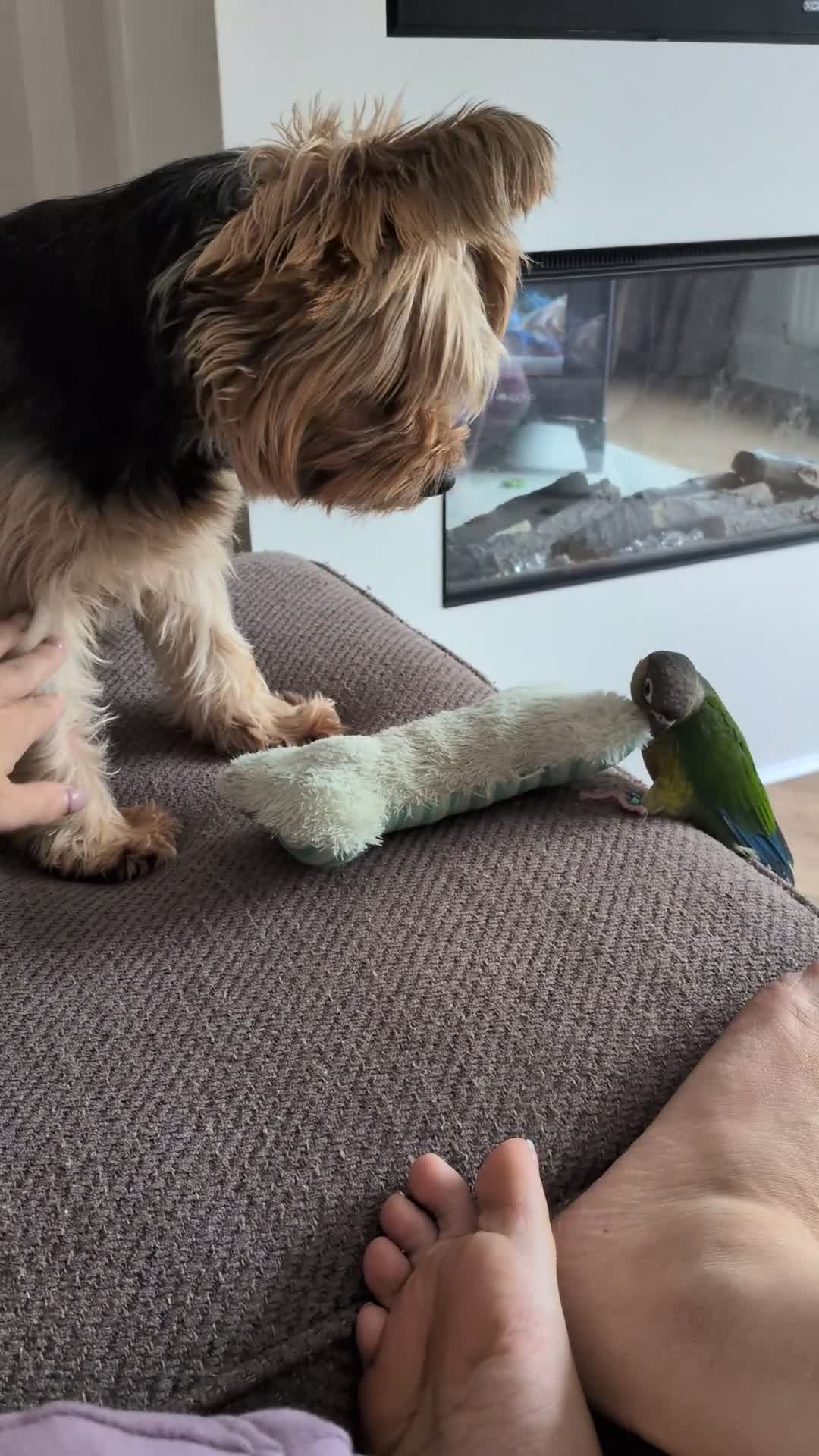 Conures birds for sale: Ozzy our gorgeous green cheek  in Harrogate - Video 3
