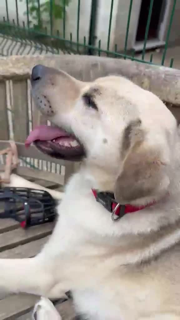Mixed Breed dogs for adoption: 💙RUFUS💙 Misunderstood Soul Fading In Kennels  in Spalding - Video 5