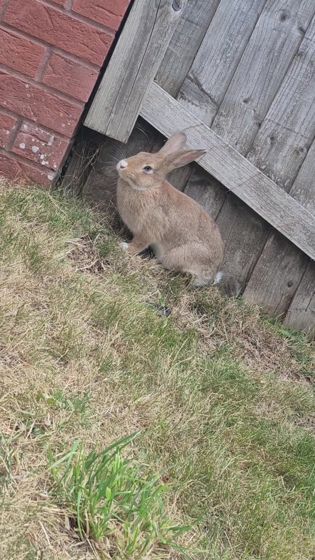 Mini Lop rabbits for sale: Beautiful bunny Ellie  in Cinderford - Video 1
