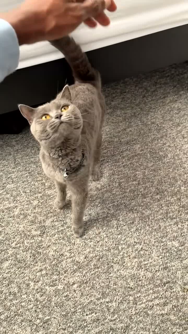 Russian Blue cats for sale: Hazel in Bristol - Video 1