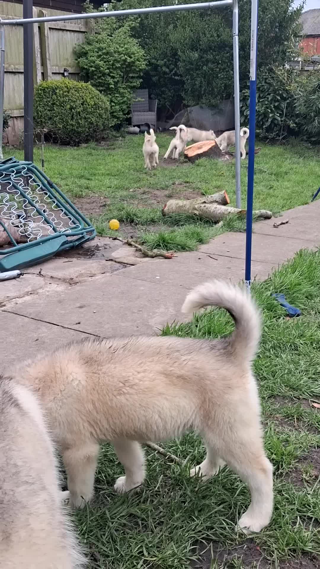 Siberian Husky dogs for sale: Siberian huskys  - Video 1
