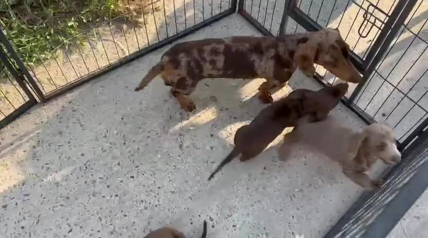 Miniature Dachshund dogs for sale: Dachshund - Video 1