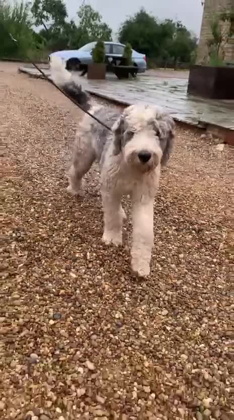 Sheepadoodle dogs for sale: Sheepadoodle Standard Size F1b puppies - Video 1