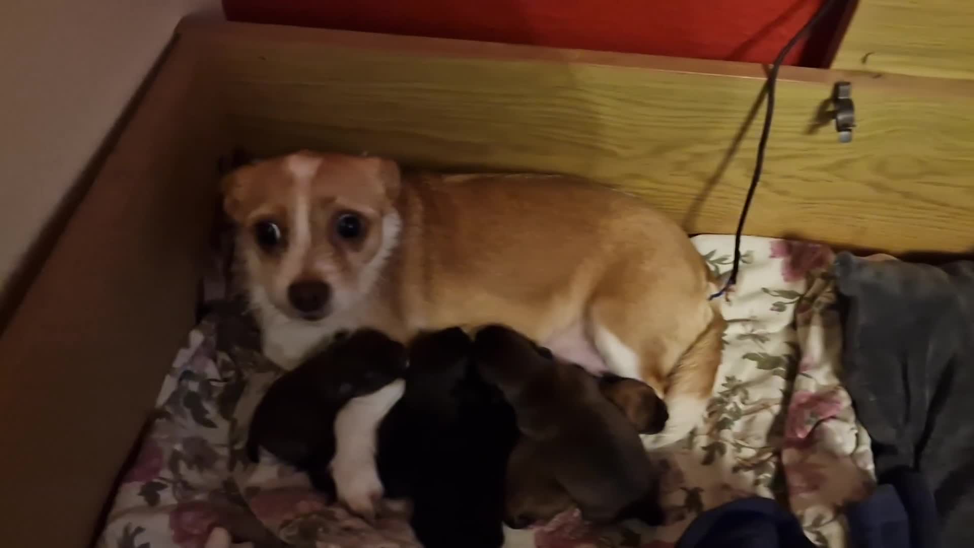 Mixed Breed dogs for sale: 3 beautiful mixed breed puppies  in High Wycombe - Video 4