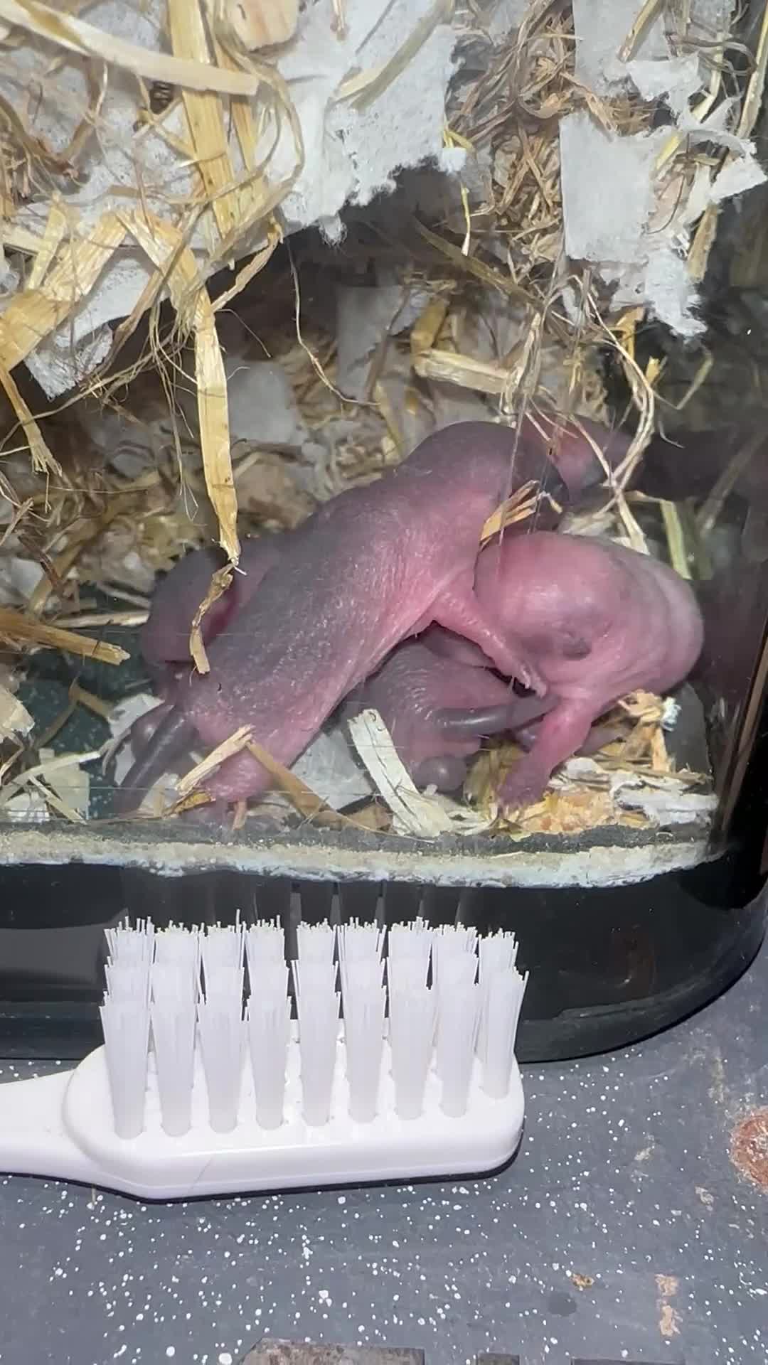 Gerbil rodents for sale: Gerbils in need of a home - Video 3