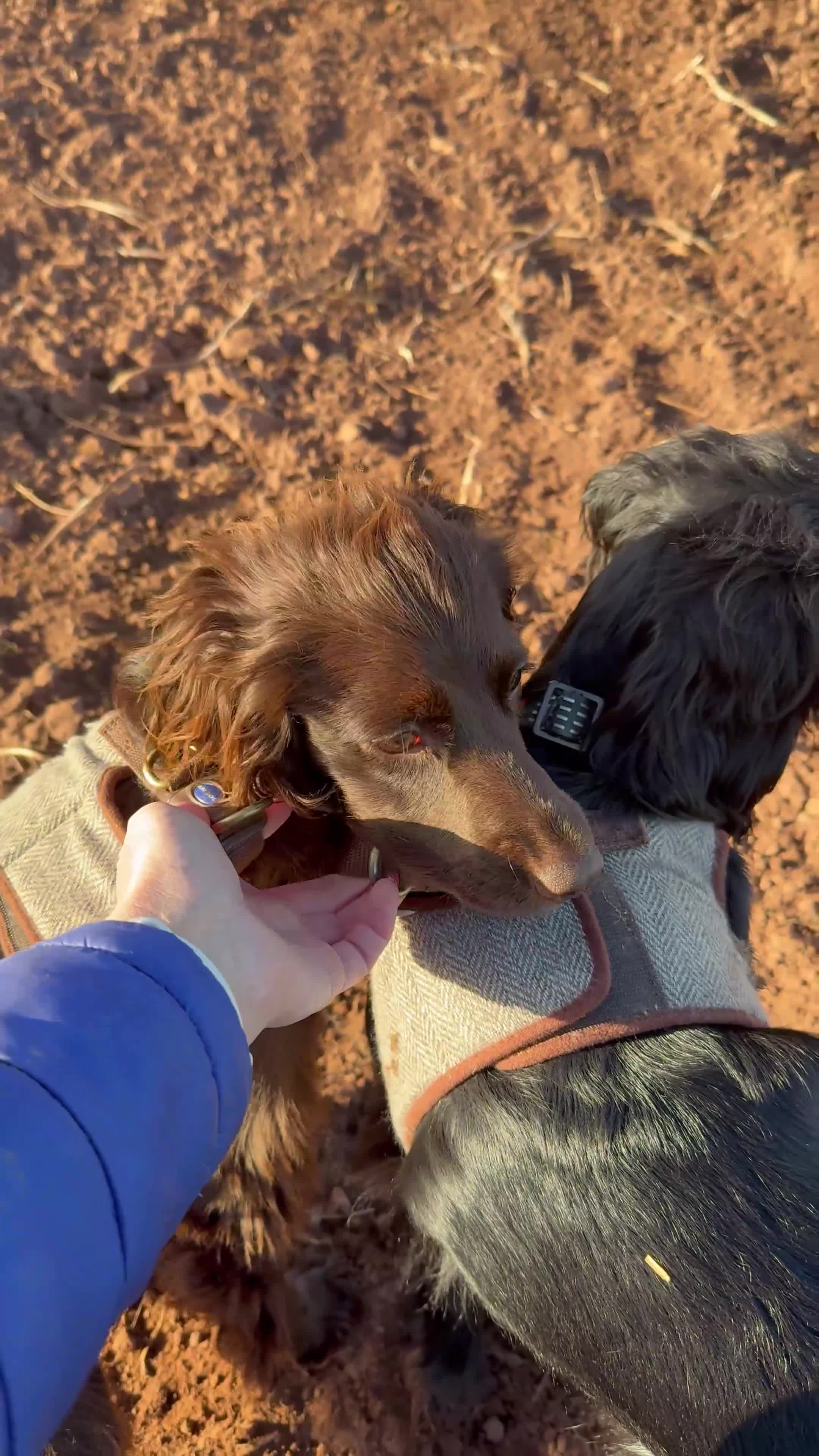 Cocker Spaniel dogs for sale: Cocker Spaniels looking for their forever home  in Ross-on-Wye - Video 1