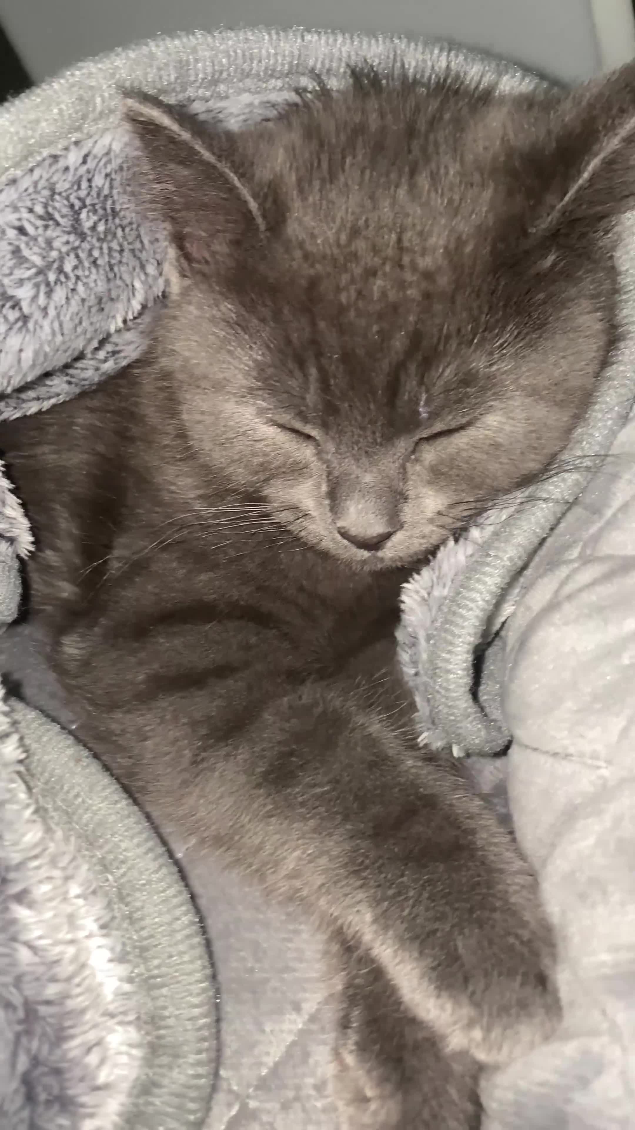Ragdoll cats for sale: 10 week old, male, Ragdoll x Bengal  - Video 1