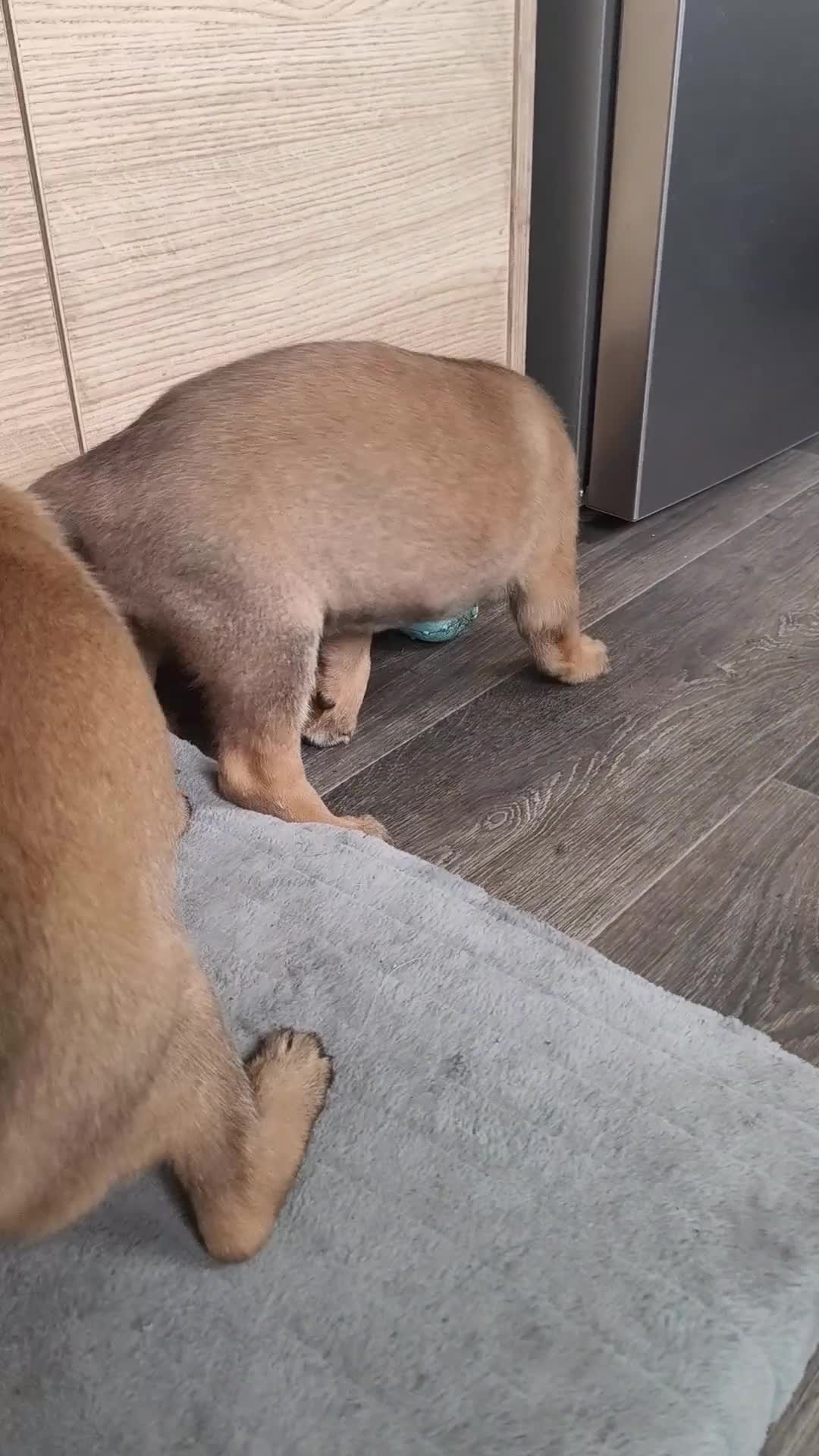 Belgian Shepherd Dog dogs for sale: Belgian Malinois Puppies – Family Raised in Ilkeston - Video 1