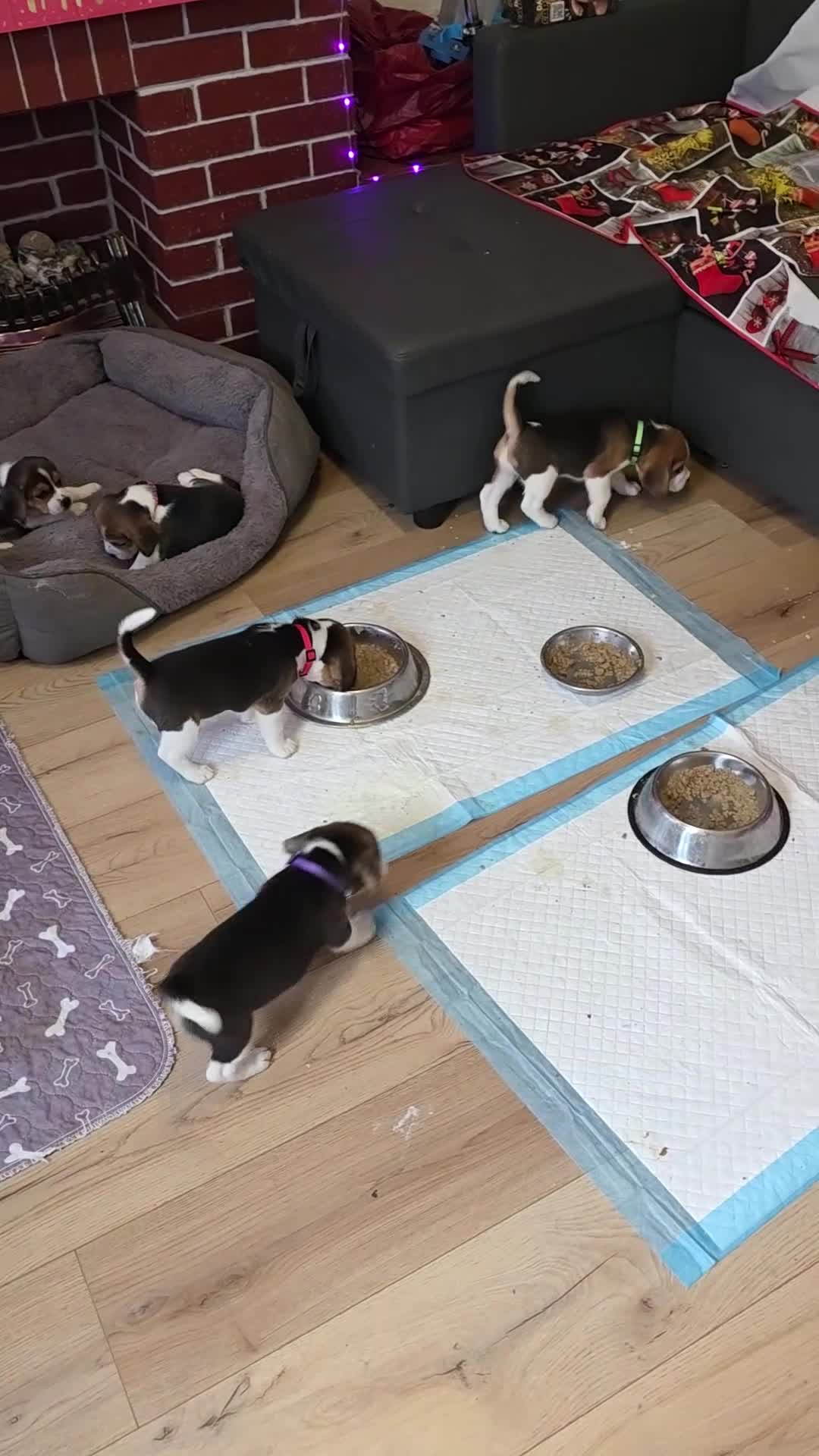 Beagle dogs for sale: Beagle puppies ready for love!! - Video 2