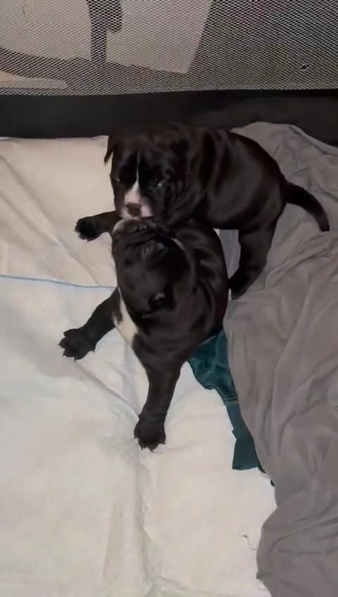 Mixed Breed dogs for sale: Frenchie x pocket bully x old English bulldog in Snodland - Video 2