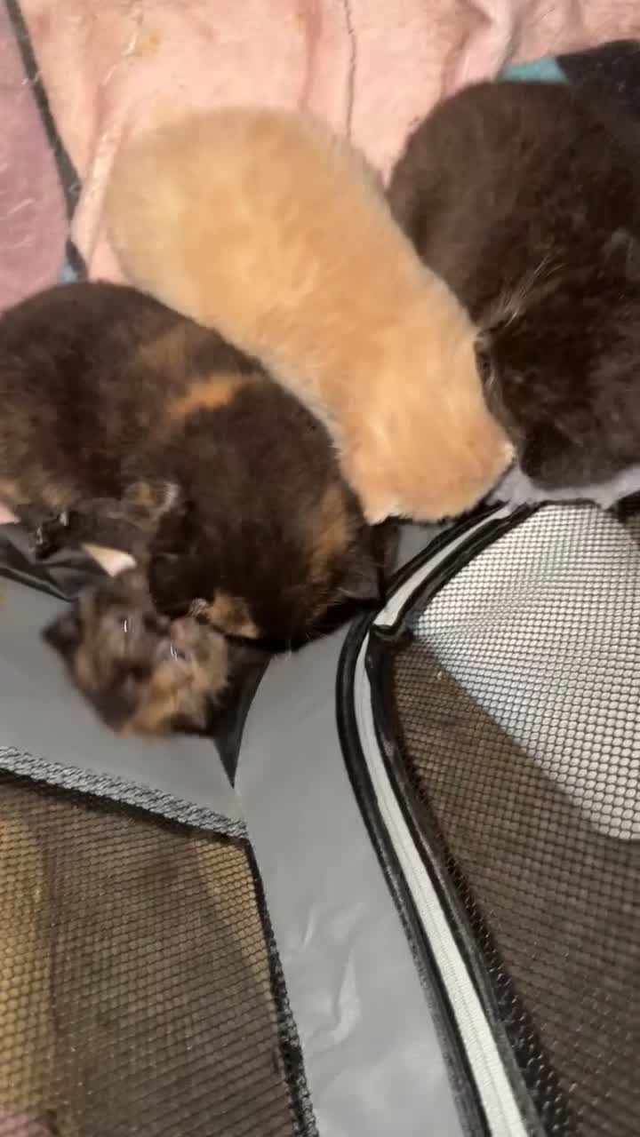 British Shorthair cats for sale: Kitten - Video 4