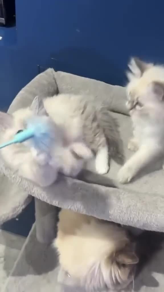 Ragdoll cats for sale: 😻💕 Female pure bred Ragdolls 💕😻 - Video 1