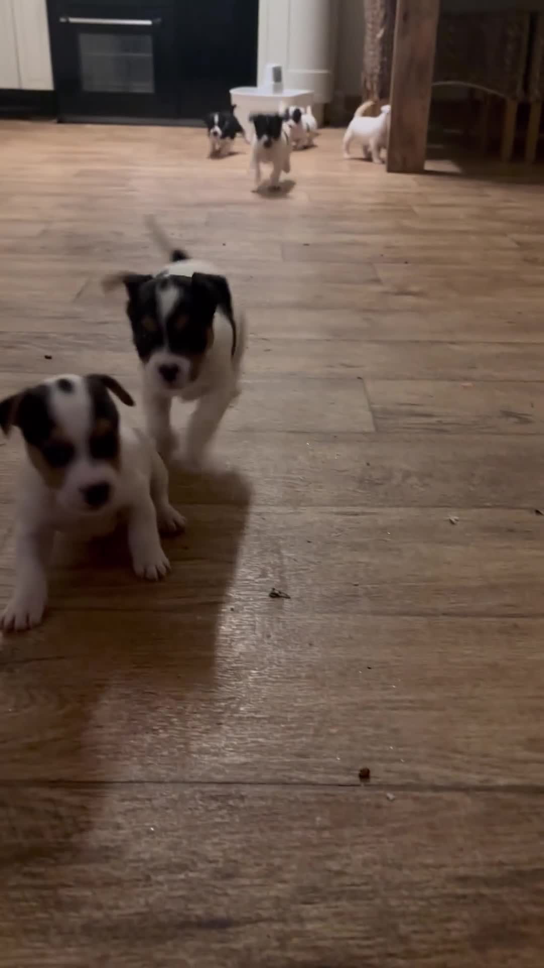 Parson Russell dogs for sale: Gorgeous Parson x Jack Russell’s  - Video 1