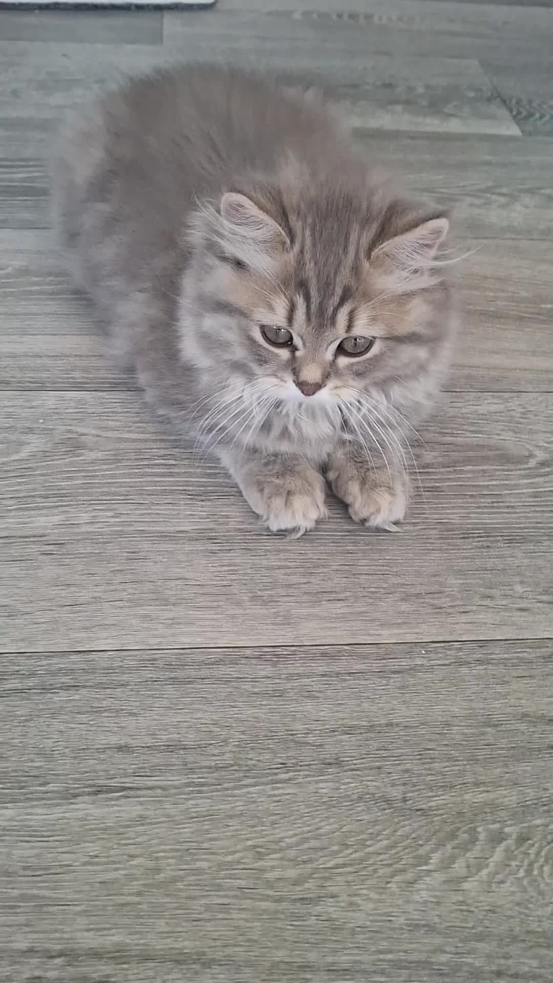 British Longhair cats for sale: Pure bred british long haired grey girl - Video 2