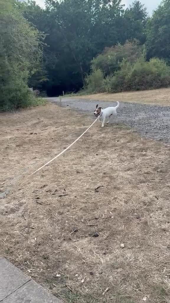Mixed Breed dogs for adoption: Frankie jack Russell X with a huge personality in Harrow - Video 1