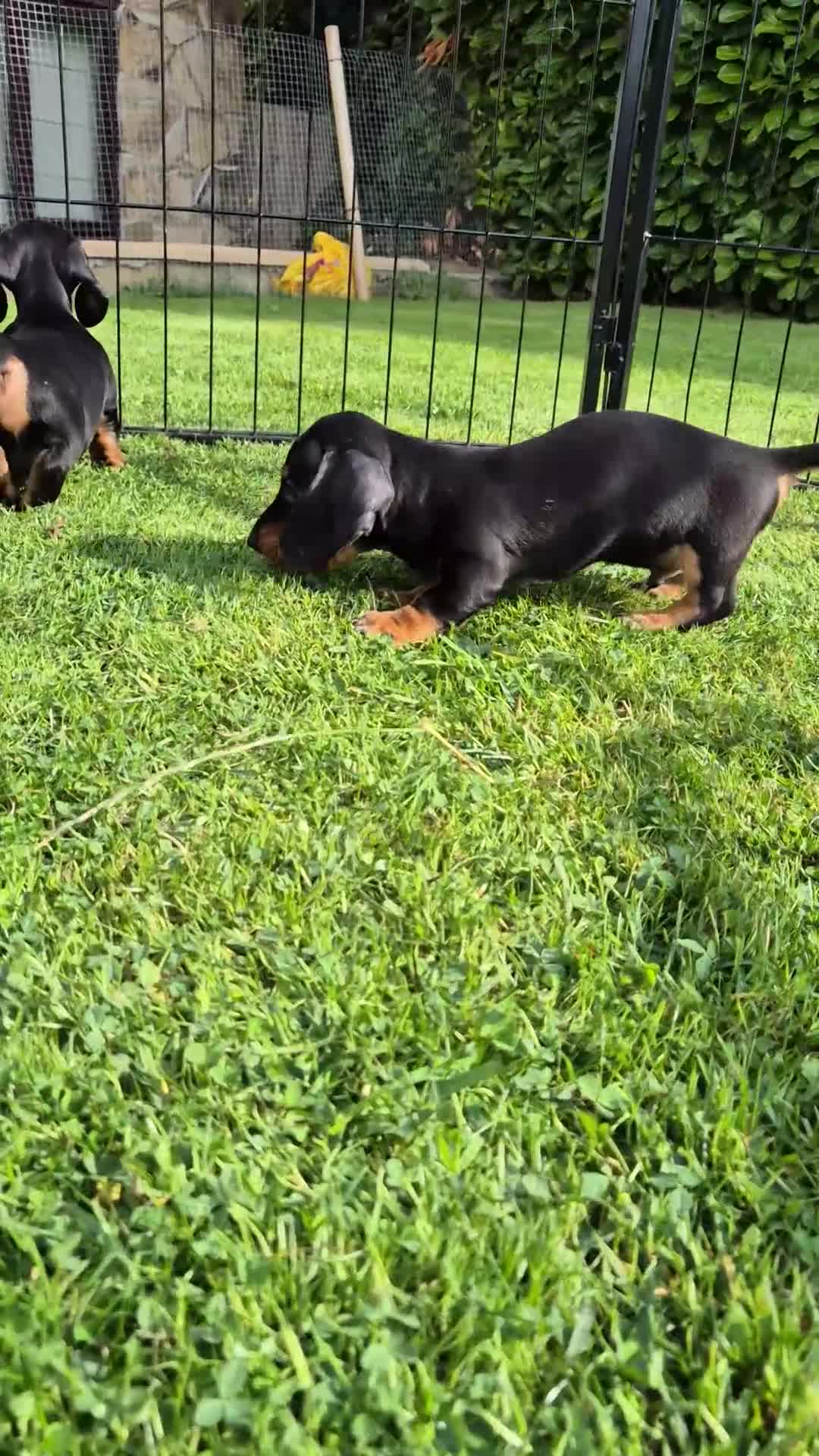 Miniature Dachshund dogs for sale: Gorgeous Kc reg Miniature smooth Dachshunds - Video 1