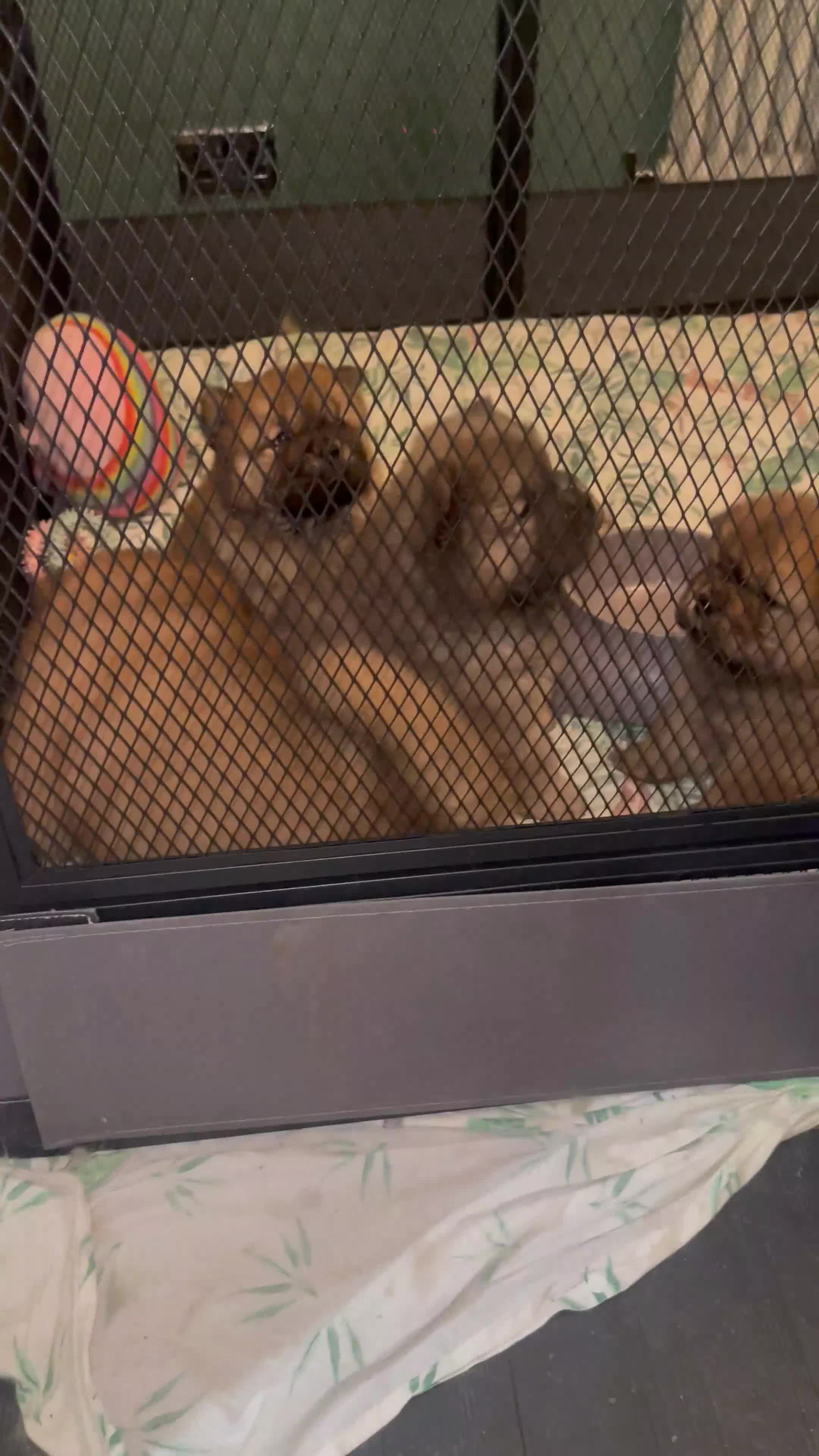 Chow Chow dogs for sale:  Chow chow  - Video 2