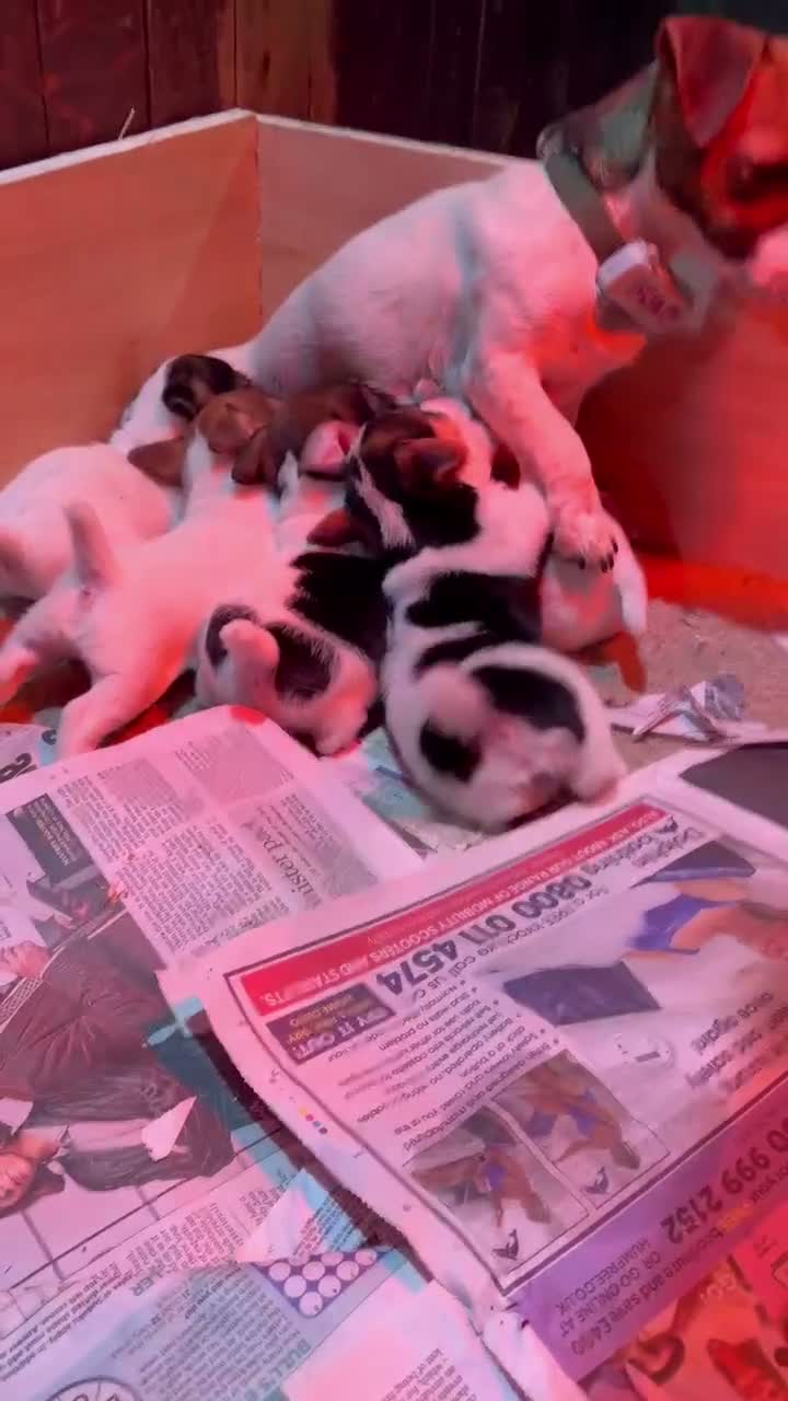 Jack Russell dogs for sale: Beautiful Jack Russell pups, petite, smooth coat.  - Video 1