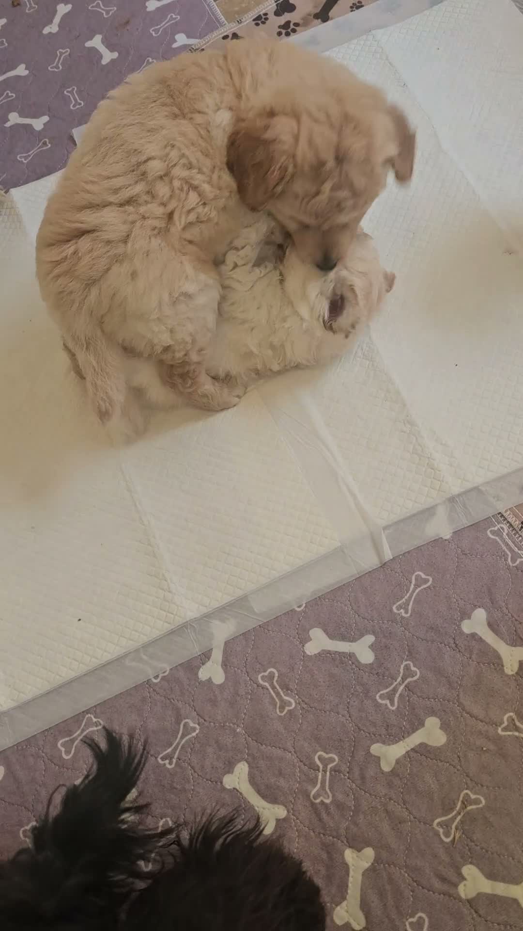 Cockapoo dogs for sale: 🐾 Hello, dear animal lovers! 🐾   - Video 1