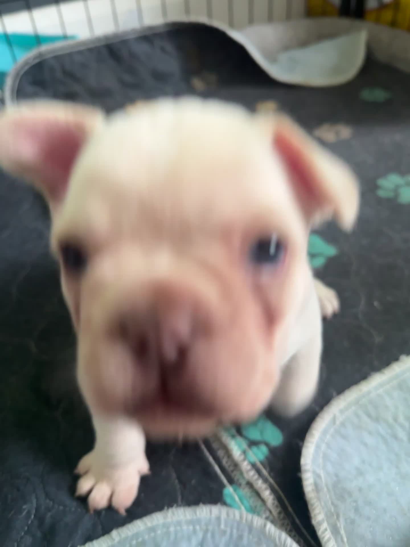 French Bulldog dogs for sale: KC registered French Bulldog puppies. READY 31/8 - Video 3