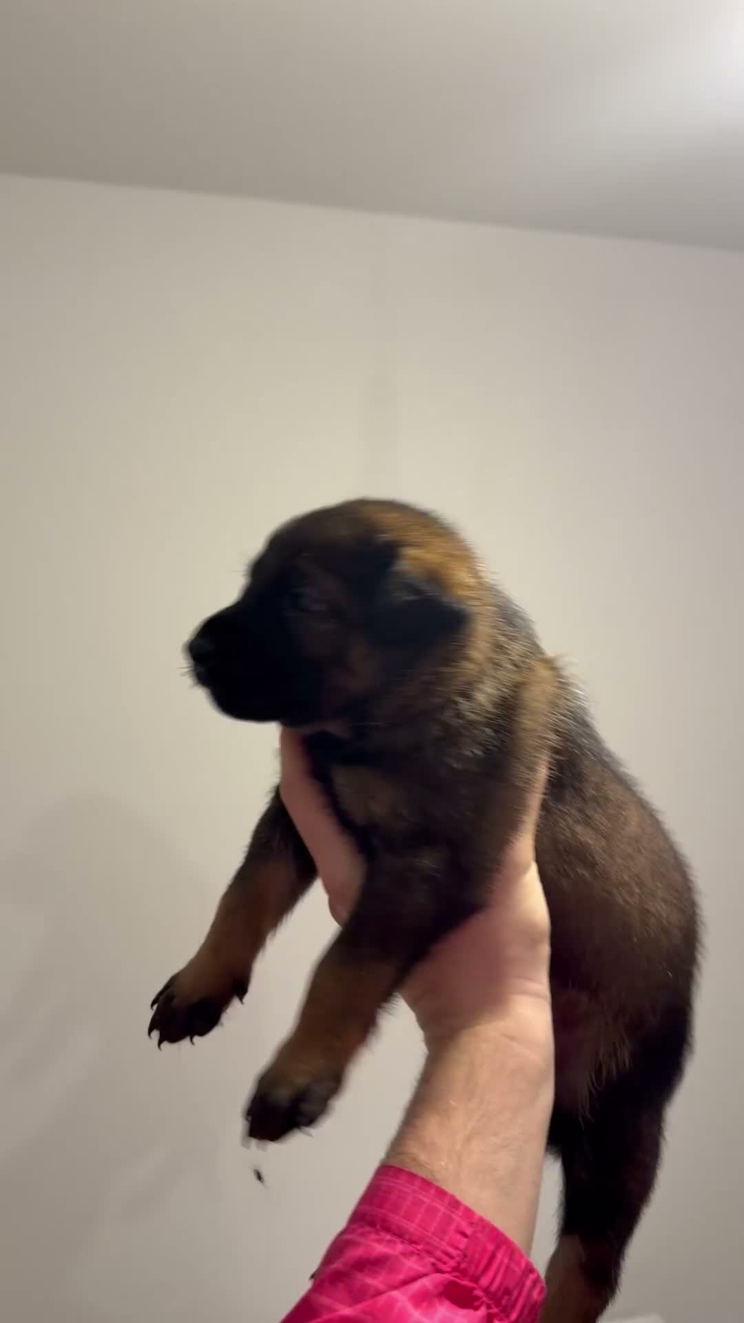 Belgian Shepherd Dog dogs for sale: Last 3 males left working line Mali pups reduced - Video 3