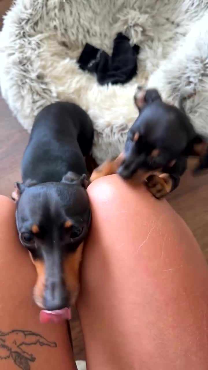 Chiweenie dogs for sale: Tiny dachshund cross chihuahua pups  - Video 2