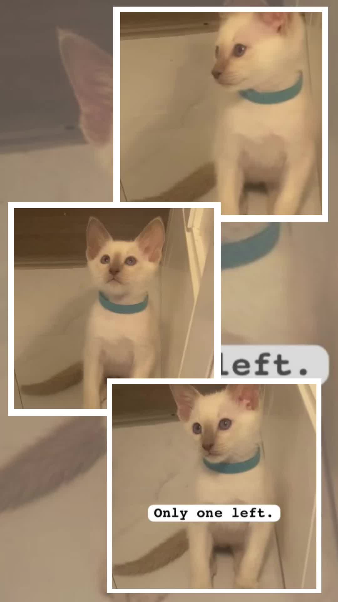 Siamese cats for sale: 1 boy left Full Siamese lilac point ready to go - Video 1