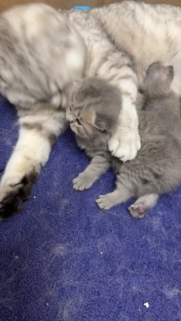 Scottish Fold cats for sale: Scottish fold female kitten pure breed in London - Video 3