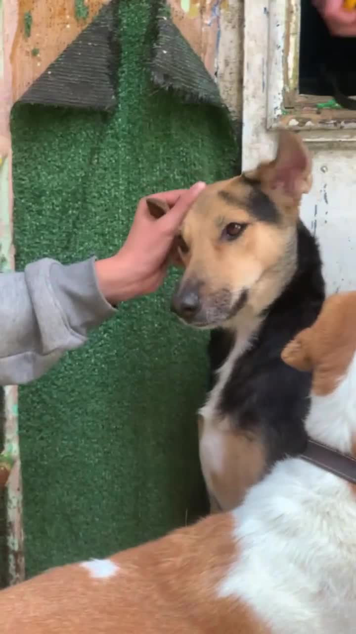 Mixed Breed dogs for sale: Very Special Mixed German Shepherd Girl (aged 3) - Video 1