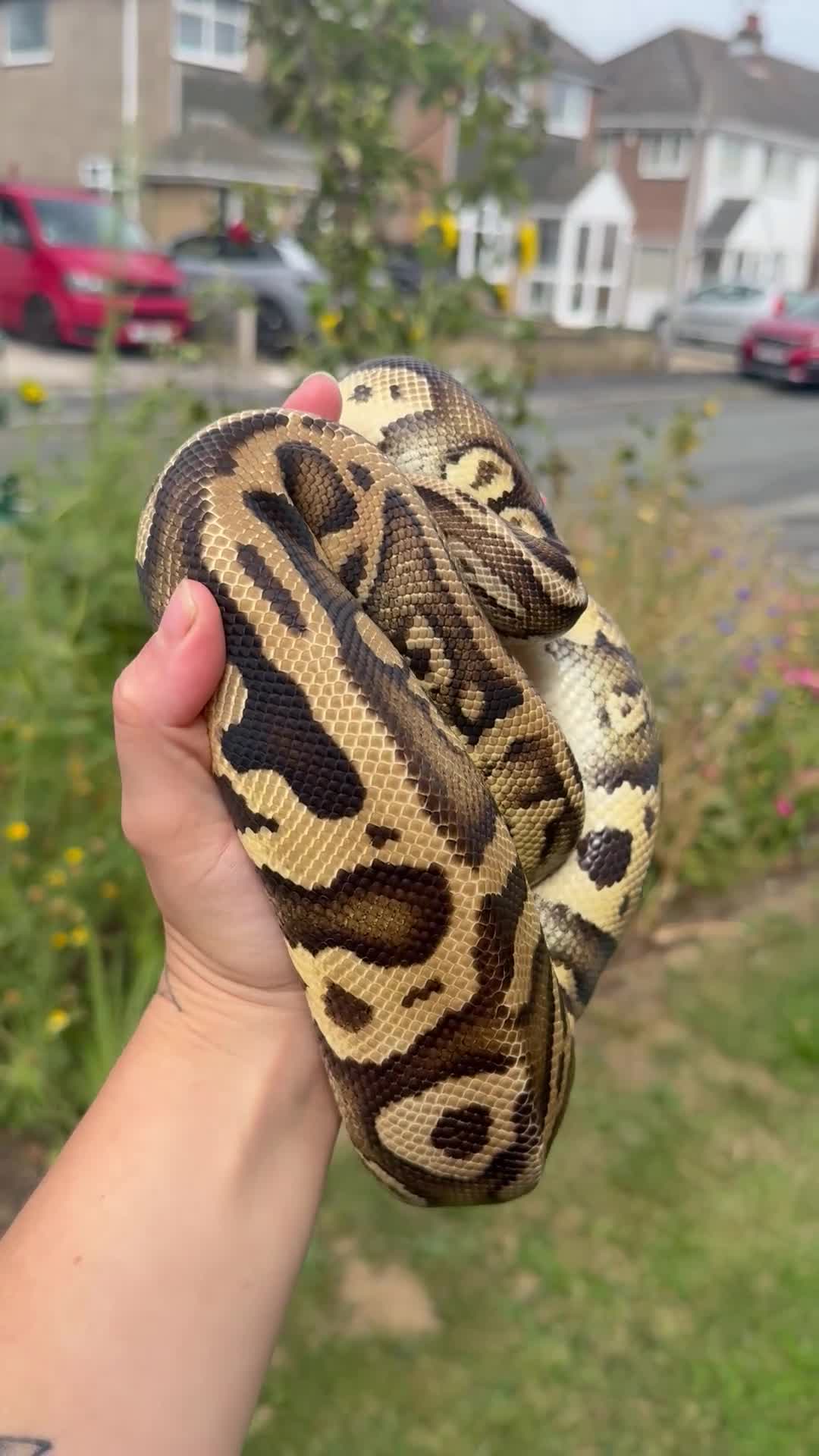 Python Snake reptiles for sale: Rehomeing Leo  - Video 1