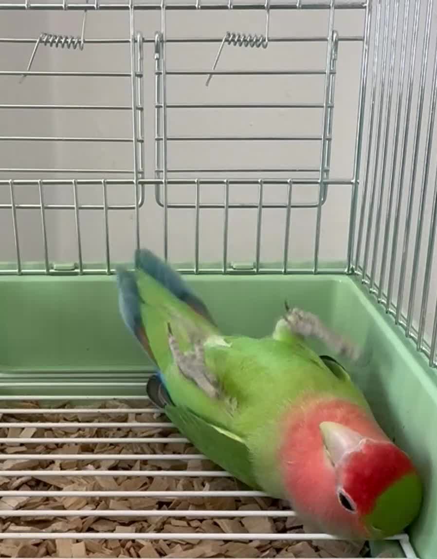 Lovebirds birds for sale: Beautiful Young Peach Face Love Birds.  - Video 2