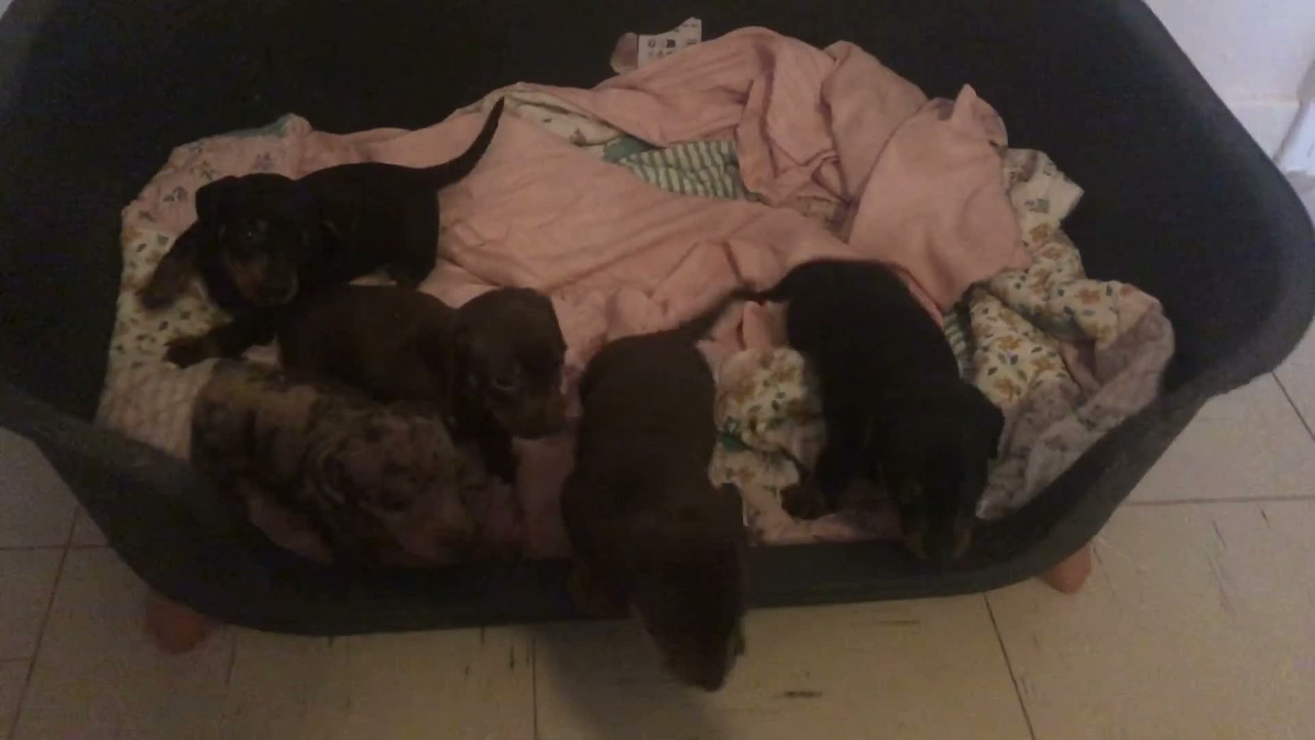 Dachshund dogs for sale: Miniature dutch hound, puppies  - Video 1