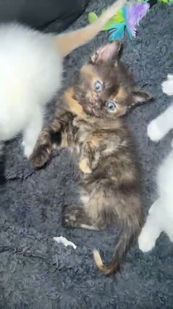 Mixed Breed cats for sale: Rag Doll Mixed Breed  in Manchester - Video 1