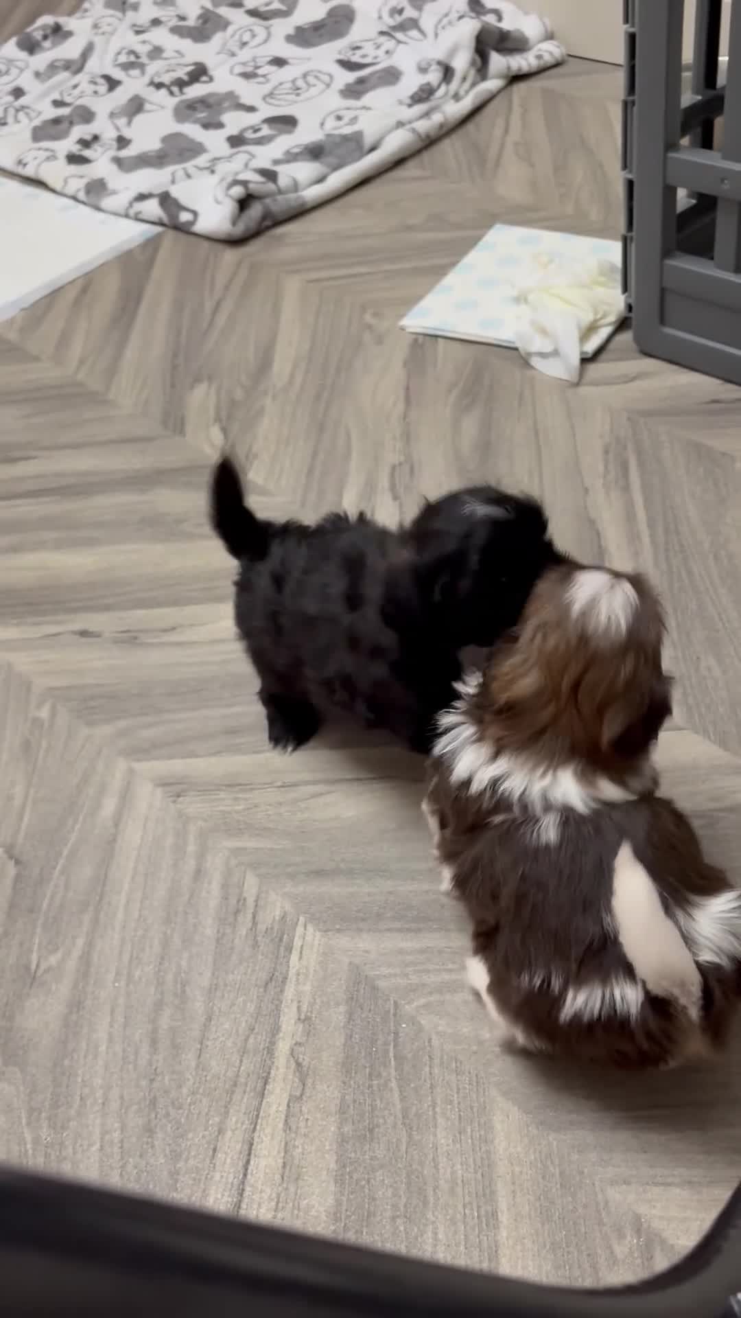 Shih Tzu dogs for sale: Stunning Shih Tzu puppies - Video 3