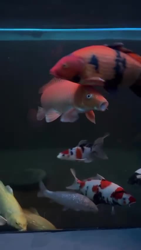 Koi Carp fish for sale: Benigoi Koi  - Video 2