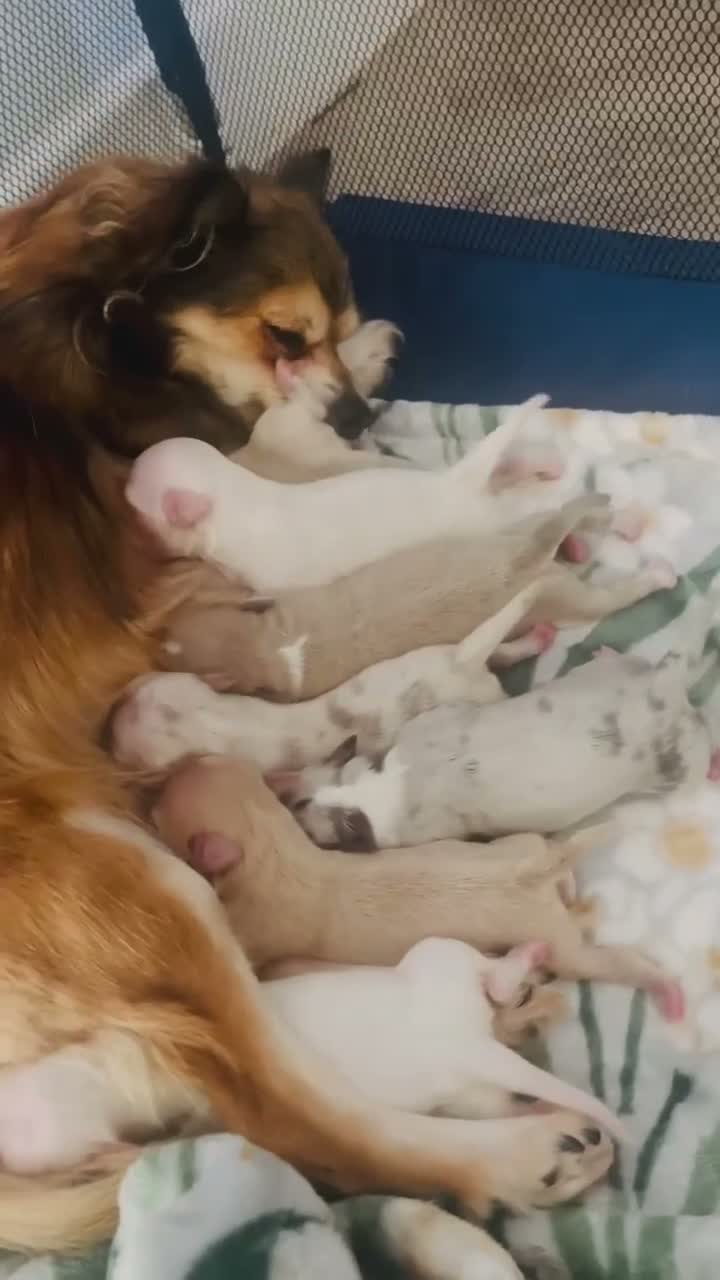 Pomchi dogs for sale: Pomchi girls and boys  - Video 1