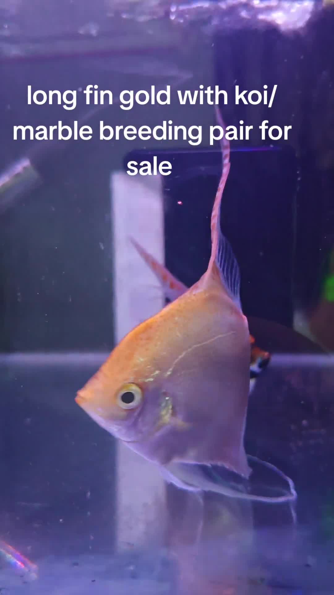 Angelfish fish for sale: Loads angelfish , breeding pairs - Video 1